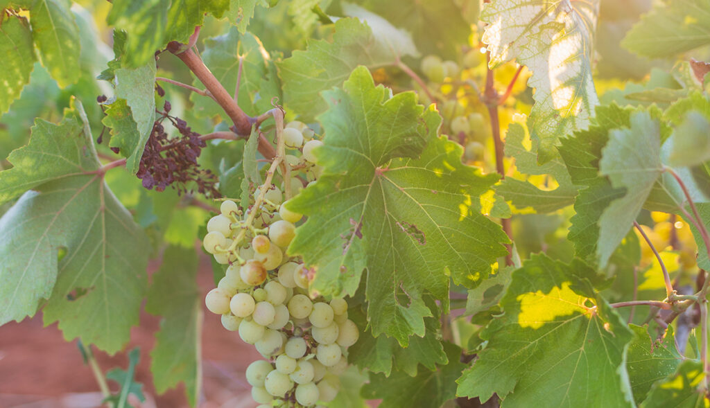 (published in falstaff Ausgabe 02/25)In neuem Licht