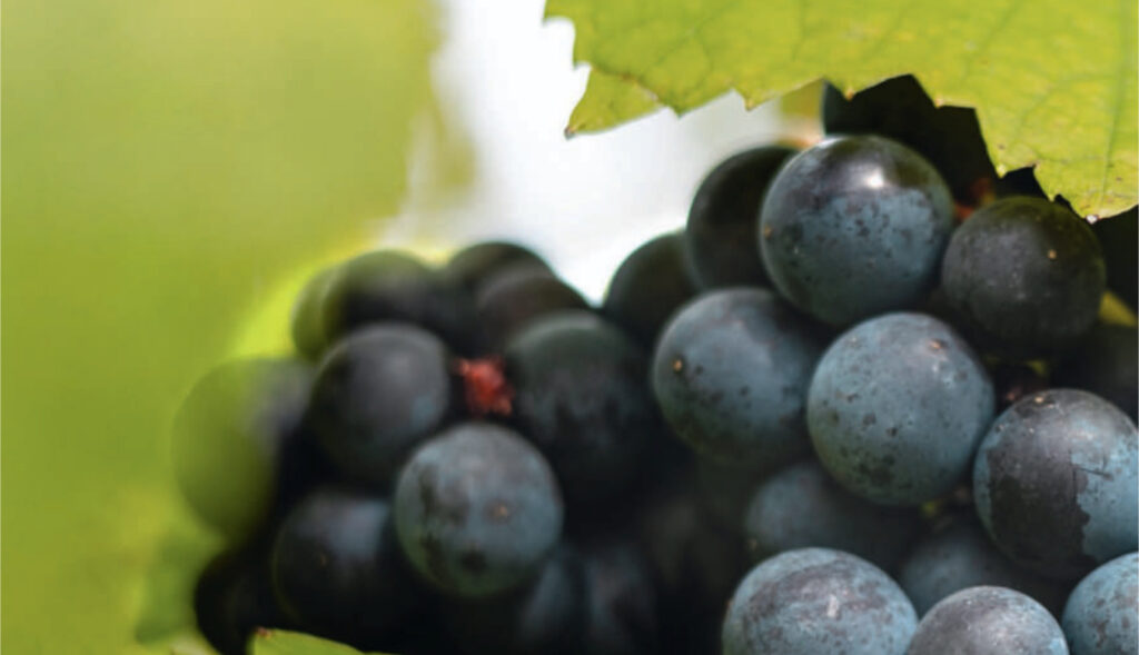 (published in falstaff 02/03/26)